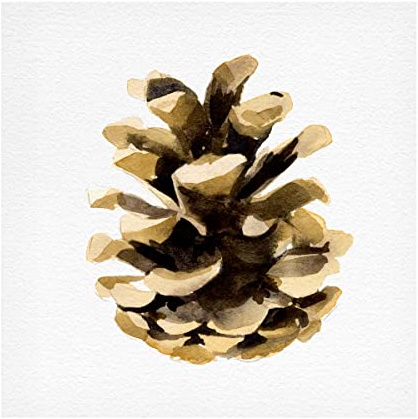 Trademark Fine Art 'Conifer Cone II' Canvas Art by Emma Caroline 24x24