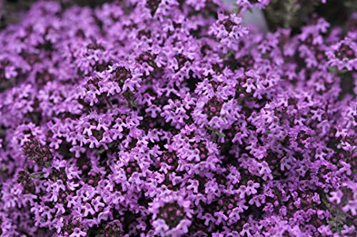 Creeping Thyme 3000 Seeds