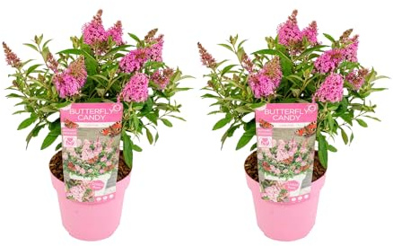 Bloomique - Set di 2 - Buddleja Butterfly Little Pink - Albero delle farfalle - Pianta da giardino - Resistente al freddo - Alte 30-40 cm - Vaso 19 cm
