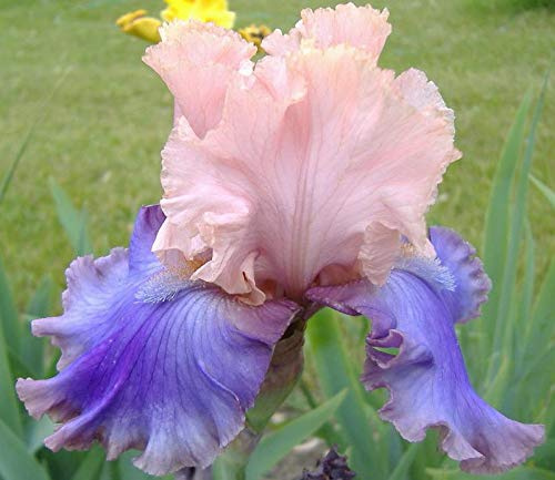 Perfect Princess, Colorful Bearded REBLOOMING IRIS (1) Rhizome/Bulb/Root Ready for Planting Now