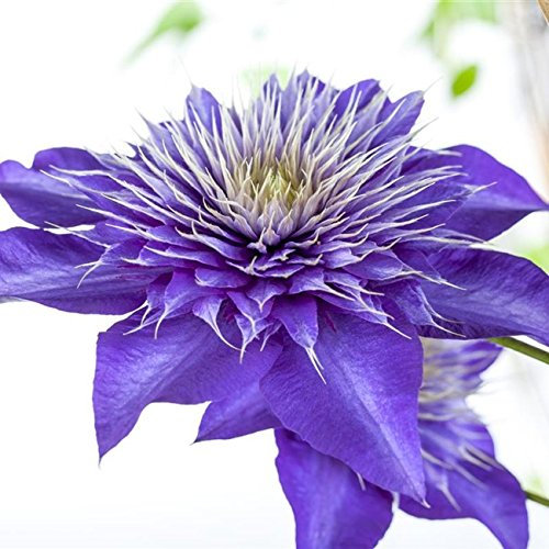 Clematis Kletterpflanze Waldrebe Multi Blue 40-60cm 2L Topf gewachsen