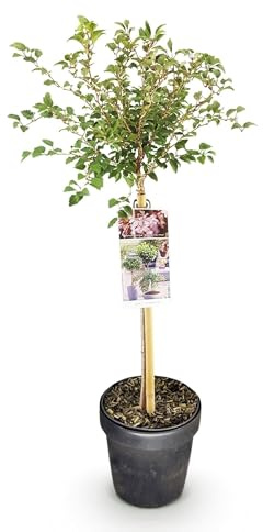 Fuji-cereza Prunus incisa Kojou-no-mai – 19 cm de altura aprox. 90 cm – Planta de terraza con flores blancas – Resistente al invierno y caducifolio