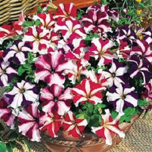 Seeds 50 Pelletta Petunia Semi Ultra Seeds Mix Petunia