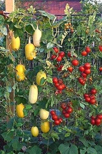 30 Spaghetti Squash Semi-Open-impollinate NON OGM-Biologica
