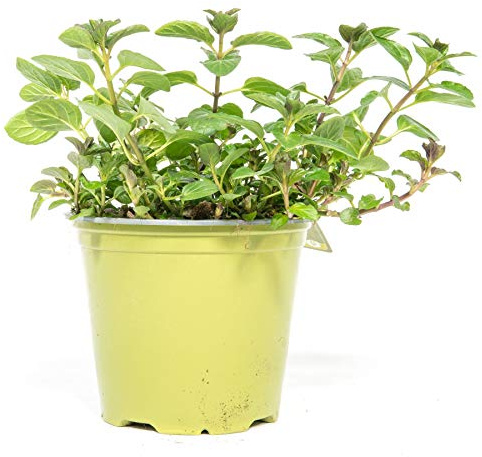 mgc24 Coccoli al cioccolato, vere piante fresche in vaso da 14 cm, mentha x piperita, altezza ca. 10 cm, 3 pezzi