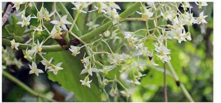 Pcs - 10x Begonia Glabra Fleurs Jardin Plantes - Graines ID330 - Seeds & Plants Shop by Ipsa