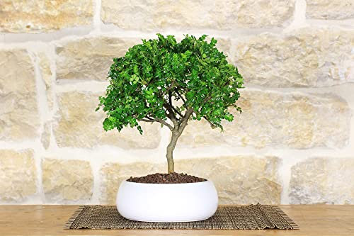 Bonsai di Pepper in ciotola bassa