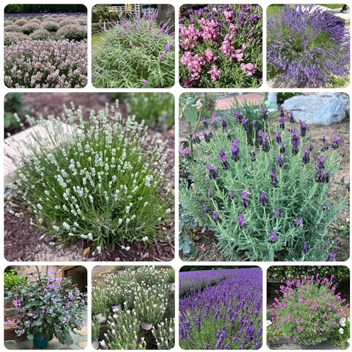 semi di lavanda, lavanda medicinali, balcone da giardino tappezzanti, tappezzanti resistenti, 300pcs