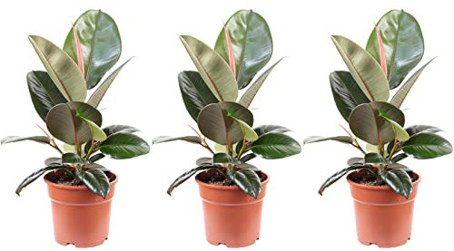 3er-Set Gummibaum - echte Zimmerpflanze, Ficus elastica 'Robusta' - Höhe ca. 50 cm, Topf-Ø 17 cm