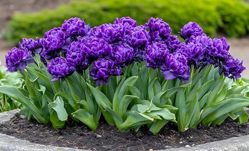 Negrita Double Tulip Bulbs for Planting - Vibrant Purple Flowers, Top Size Bulbs, Perennial Flowers (5 Bulbs)