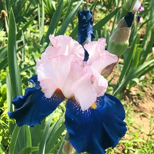 iris giardino balcone rialzato letto 10bulbi
