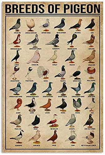 Póster de metal con conocimiento de palomas, razas de palomas, marca de hojalata retro, escuela, cabaña de caza, bar, cafetería, dormitorio, baño, cocina, arte del hogar, placa decorativa de pared