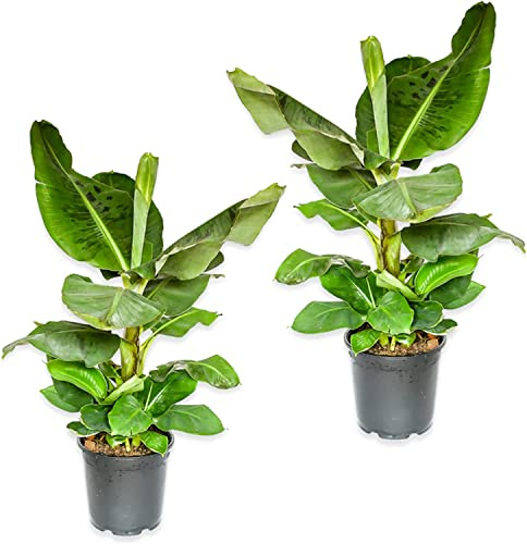 Duo de Plataneras - Pack de 2 Plantas Naturales - Bananeras - Musa Tropicana - Plantas de Plátanos