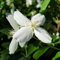 Echter Winter-Jasmin - Jasminum officinale - 50-60 cm Topf