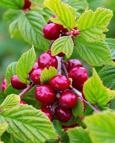 Pianta di CILIEGIO DI NANCHINO 'Prunus Tomentosa' - in vaso Ø 18 cm - H. 50/60 cm