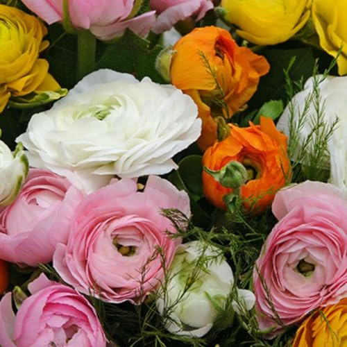Plant in a Box - Ranunculus blomlökar - Kvantitet: 80 - Ranunculus - blandad färg - Blomlökar - Holländska lökar