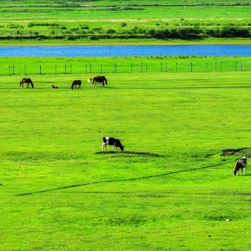 3500 pcs rasensamen kaufen - hochbeet samen winterharte balkonpflanzen rasen samen - Zoysia japonica - winterharte kübelpflanzen gartenpflanzen winterhart ziergräser winterhart gartenpflanzen