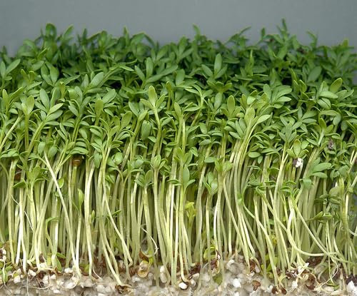 Seeds for Sprouts - Garden Cress for Planting UK, Grow Your Own. Easy to Grow Indoor, Outdoor Non-GMO (Cress 2000 Seeds)