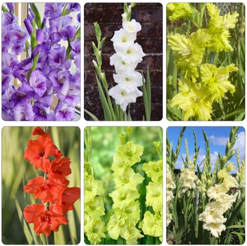 Gladioli riverdimento tetti Bulbi di perenni, resistenti all'inverno letto elevato ufficio decorativo giardino balcone letti 8pcs