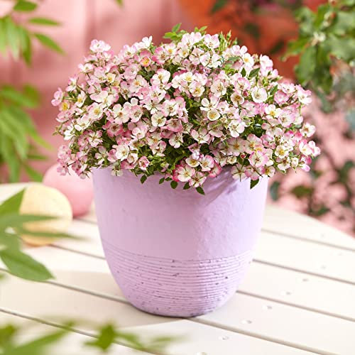 Rose 'Cutie Pie' Rosa Hardy Shrub Thornless Pink Blooms Easy to Grow Your Own Garden Flowers Ideal for Groundcover and Container Growing 12cm Potted Plants by Thompson & Morgan (1)