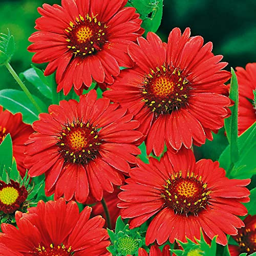 Kokardenblume 'Burgunder' (Gaillardia aristata) - 1 Pflanze