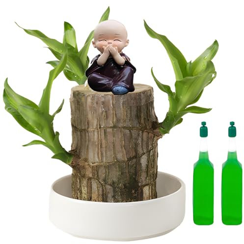 Mini Brazil Lucky Wood, Brazil Lucky Wood with Monk Statues, Bonsai Tree Indoor Plant, Nutrient Solution, Hydroponic Potted Plant, Perfect for Home, Office