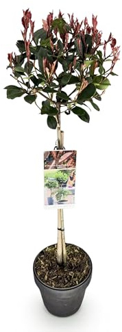 Photinia fraseri Little Red Robin - Planta de terraza - Perenne - Rústica - Hoja verde-roja - 80-90cm - Ø19cm - Planta de jardín