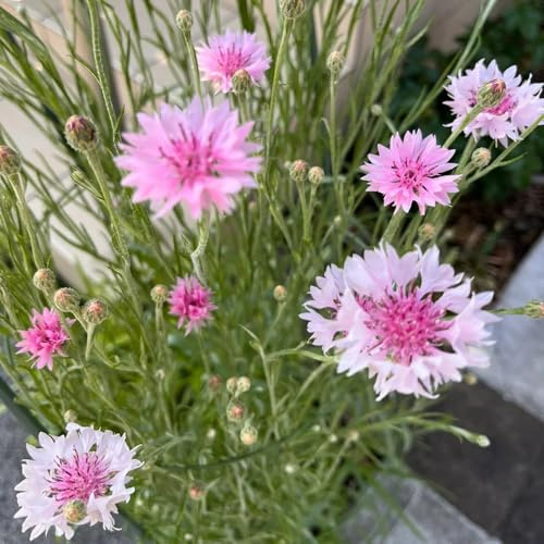 semillas de aciano - orgánicas jardín decoración resistente 250pcs