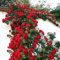100 Stück Kletterrosen Samen, Schnellwachsend Kletterrose Samen, Kletterrosen Winterhart Pflanzen Blume, Mehrjährig Kletterpflanzen Rosen, Einfach zu Pflanzen, Kletterrosensamen für Garten (Rot)