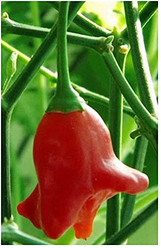 POIVRE ROUGE PIMENT ÉVÊQUES DE LA COURONNE - Noël ornement Poivron 30 graines