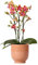 Kolibri Orchids | Orange duftende Phalaenopsis-Orchidee im cognacfarbenen Stripe-Ziertopf - Topfgröße Ø12cm