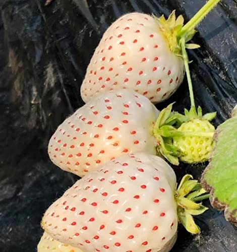 NO-GMO 130 Samen, White Strawberry Fruit Samen Home Garten Heirloom Samen