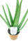 Medicinal Aloe Vera Indoor Plant