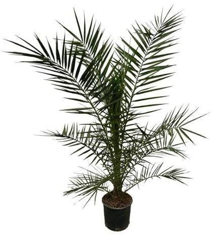 Phoenix Canariensis Kanarische Dattelpalme – Zimmerpflanze – Palme für drinnen & draußen – Höhe 160cm – Ø22cm