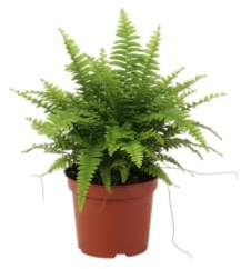 Planta Natural DECOALIVE Helecho de Interior con Hojas Finas y Elegantes