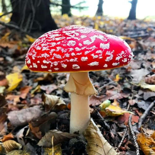 Mein Poesie Album - ein quadratisches Buch zum Zeichnen, Schreiben, Philosophieren mit Skizzen- und Fotoseiten von Seraphiiia-Design | Ideal als ... Skizzenheft, Zeichenbuch | Fliegenpilz