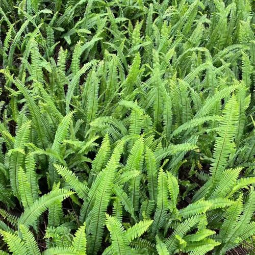 Semillas artificiales de helecho, planta perenne resistente que cubre el suelo plantas en macetas Bonsái, hierbas ornamentales, resistentes Pastos de jardín exterior Planta perenne en 50pcs