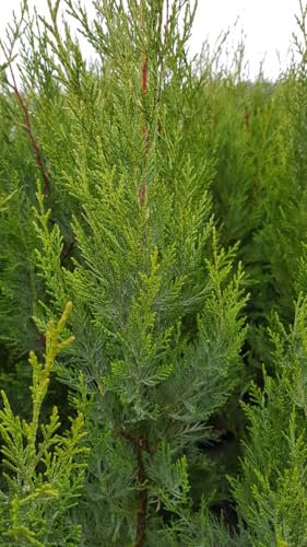 X Cupressocyparis leylandii '2001' / Cyprès de Leyland/Conteneur de 3 à 4 litres/Conifère