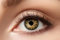 Zoelibat Eyecatcher – Tiger – Farbige Jahres-Kontaktlinsen in Orange-Schwarz – Kontaktlinsen ohne Stärke – mit Aufbewahrungsbehälter