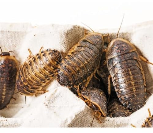 Argentinische Waldschaben Adult 100 Stück Packung