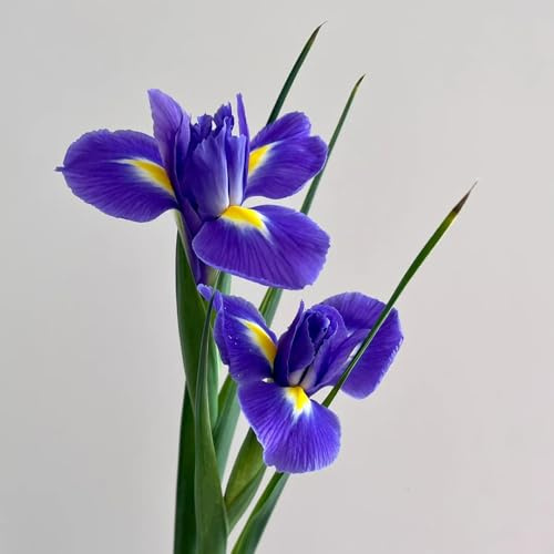 Bbulbos de iris, bulbos de rara de balcon, de jardin bulbos de primavera de interior 6pcs
