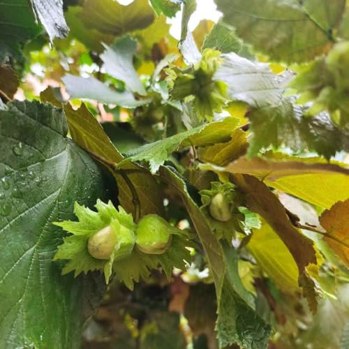 10 pcs haselnussstrauch kaufen samen, haselnuss pflanze winterhart, bonsai baum, pflanzen, haselnuss samen (Corylus avellana) bienenweide saatgut, garten hochbeet stauden winterhart,