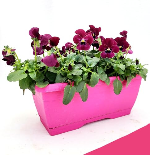 POWERS TO FLOWERS - VIOLE DEL PENSIERO, VIOLA A FIORE PICCOLO BORDEAUX IN BALCONETTA 22X10CM, pianta vera