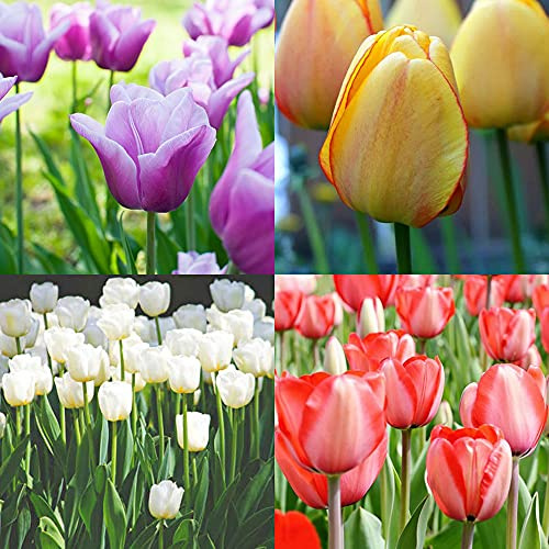 CHTING 10 Pezzi Romanticismo Colorato Bulbi Di Tulipano Rosso Bianco Giallo E Viola Misti Tulipani Bulbi Rappresenta Pura Amicizia E Benedizioni Eterne Possono Essere Date Agli Amici