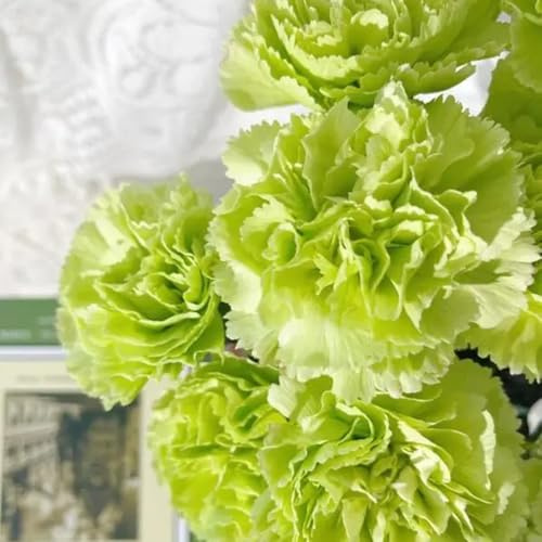 Semi di garofano, semi di selvatici di garofano selvatico, serre da balcone resistenti per il giardino regali per gli amanti del giardino 1000pcs