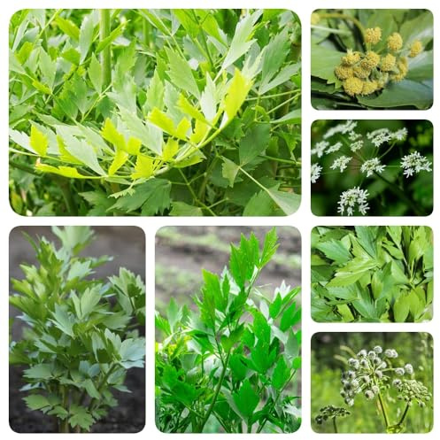 semi di levistico, prodotti sostenibili giardino aromatiche per gli amanti del giardino resistenti medicinali resistenti per 500pcs