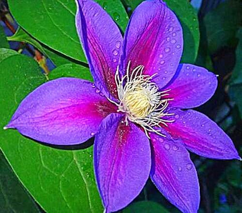Clematis-Zwiebel, Kletterpflanze,DüRretolerant, Vermehrbare,Clematis Grandiflora, Krautige Rebe,Winterhart Mehrjährig, Winterhart, Kletterpflanze,Gartenpflanze-4zwiebeln-C