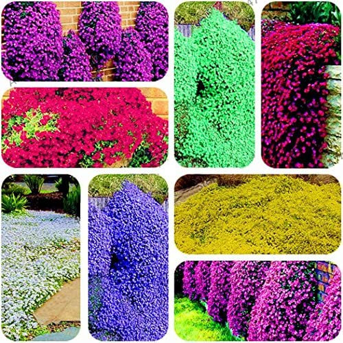 Ultrey Seed House - Scented Carpet Phlox Seeds Ground Cover Creeping Thyme Perennial Flowers Perennial Border Stone herb Flower Seeds Hardy Perennial