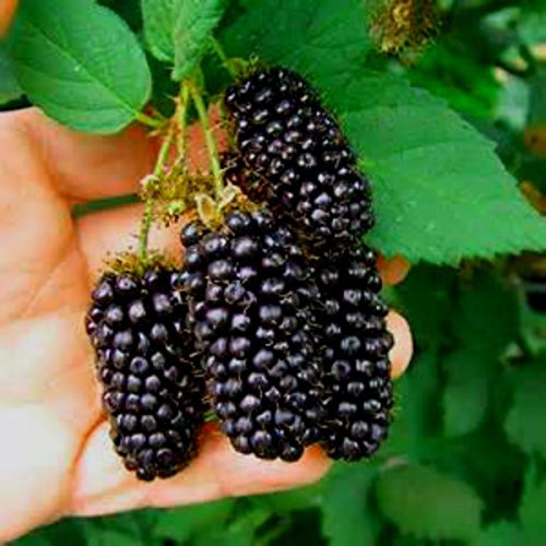 Pack Commercio all'ingrosso di 100 semi BlackBerry Bush! FRUTTA ENORME! Comb S/H! Vedere il nostro negio