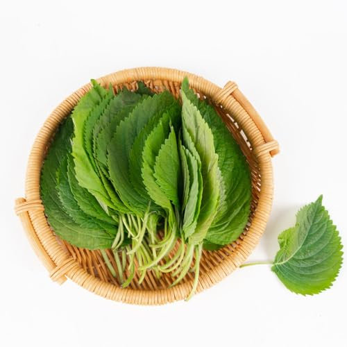 100 pcs Perilla Samen Bio kräutergarten küche, gemüse pflanzen Shiso Samen herbs pflanztopf zimmerbonsai bonsai gemüsesamen, indoor kräutergarten samen gemüse, kräutersamen küchenkräuter,